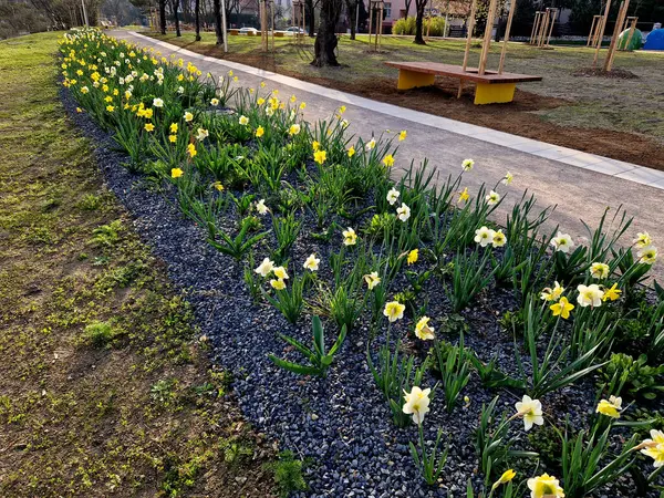 Bahçede çiçek açan ampul şeritleri, sokaktaki uzun yıllık çiçek tarlalarının yerini alıyor. Daha ucuz ve daha etkili çiçek versiyonu. Toprak yol boyunca ağaç, ara sokak, ağaçlar, çizgiler.