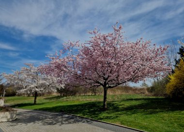 Düşen kiraz yaprakları arabaları, yolları ve kaldırımları pembe taç yapraklarıyla kaplar. Köşelerde temizlenmesi gereken katmanlar var. Güzel olsalar bile, çimenlik, park.