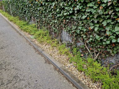 Sarmaşık, tel örgü çitte içe göçmüş, yoğun yeşil bir duvar ve asfalt kaldırımdan bir ekran oluşturur. Bahar geldi ve dağcı taze yeşil.
