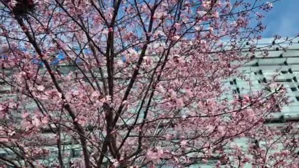 Falling Cherry Petals Cover Cars Roads Sidewalks Pink Layer Petals — Stock Video