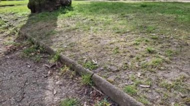 Yalnız arıların yuva kurma yöntemleri. Daha sert topraklardaki güneşli kuru topraklarda toprak yol, arı yuvalarını tipik bir merkez deliği olan kazılmış yumru yığınları olarak ortaya çıkarır. Diğer türler kil yamaçlarda ya da tuğla işlerinde yuva yaparlar.
