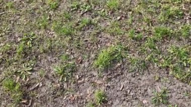 Yalnız arıların yuva kurma yöntemleri. Daha sert topraklardaki güneşli kuru topraklarda toprak yol, arı yuvalarını tipik bir merkez deliği olan kazılmış yumru yığınları olarak ortaya çıkarır. Diğer türler kil yamaçlarda ya da tuğla işlerinde yuva yaparlar.