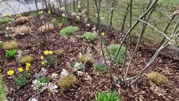 丘の上の樹皮マルチ花壇にダフォディルのミニチュア束を持つ多年生のベッド 石や小さな低木が春に日当たりの良い公園のシーンを作り出し — ストック動画