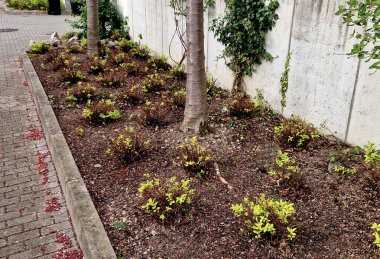 Sokaktaki çiçek tarhındaki sarı yapraklı alçak çalılar, küre şeklinde. Küçük, küresel bir çalı oluşturur. Bu düşük yaprak döken çalı çok yavaş büyüyor. Yapraklar küçük, basit ve tırtıklı.