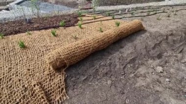 Erozyona karşı geniş bir yamaç sağlamak için çimleri tekstil ile kaplamak. Dik yamaçlar için hindistan cevizi ağını dengeleyen kahverengi jüt kumaş kullanıyor. Şiddetli yağmurda toprak ağ sızdırmaz.