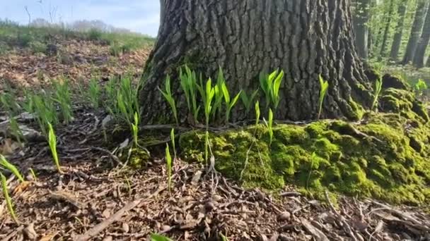 Lily Doliny Czasami Napisana Lilia Valley Jest Rośliną Kwitnącą Lesie — Wideo stockowe