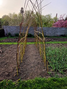 Hasırdan yapılmış bir söğüt tüneli sürünen bitkiler için bir destektir. Salatalık ve kavun gibi sebzeler, kalıba yenik düşmeyecekleri bir kafese asılabilirler.
