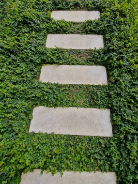 Yaygın bilinen adıyla sürünen incir, kelimenin tam anlamıyla yeşil bir duvara dönüşecek muhteşem bir bitkidir. Bu yemyeşil bitki yoğun bir örtü oluşturmak için duvarlar ya da yüzeyler boyunca sürünür.