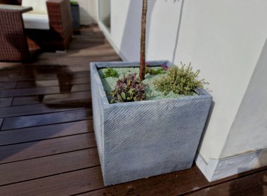 self-watering pots made of gray plastic on a wooden plank terrace planted with grasses and pine trees in dwarf forms. a row of rectangular flower pots along the wall. clipart
