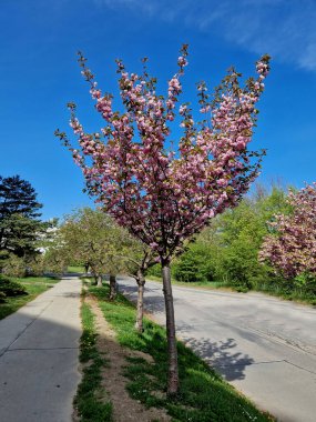 5-10 metreye kadar büyür ve yoğun huni şeklinde bir taç oluşturur. Sonbaharda, turuncu ve sarı tonlarda renklendirilirler. Yapraklardan önce, Nisan 'da pembe çiçeklerle çiçek açar.