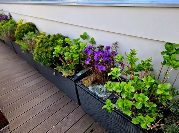 self-watering pots made of gray plastic on a wooden plank terrace planted with grasses and pine trees in dwarf forms. a row of rectangular flower pots along the wall.