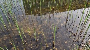  Yaban ördeği, kaz ve tavuk gibi evcil kuşların yakınındaki havuzlarda sık sık yüzer. Ancak, bulaşıcı ve tehlikeli H5N1 gribi virüslerini insanlara bulaştırıyor. iletişim riski 