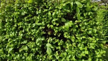 Hornbeam çiti yakın çekim. Rüzgar taze yeşil yaprakları hareket ettiriyor. Taze bahar yapraklarının arkaplanı