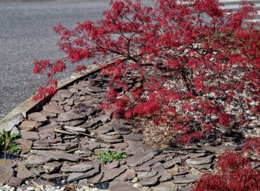Akçaağaç, 4 metre yüksekliğe ve 3 metre genişliğe ulaşan hızlı büyüyen bir tarla. Göreceli olarak havadar, daha sonra kalınlaşan yuvarlak bir taç oluşturur. Yedi yapraklı yaprakların ilkbaharda koyu mor renkleri vardır.,