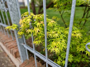 the forged plot is overgrown with wisteria and ornamental shrubs. galvanized metal, brick columns. the fence of the historic residential district clipart
