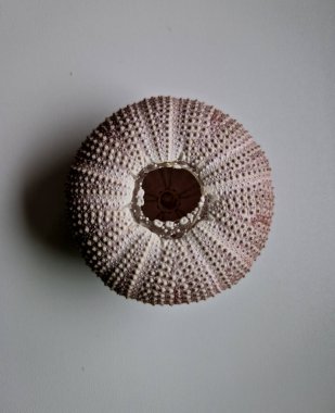 Kayalıklarda, kayalıklarda ve deniz tabanında yaşar, çoğu zaman çok sayıda. Yosun, küçük hayvanlar ve organik kalıntılarla beslenirler..