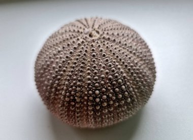 Kayalıklarda, kayalıklarda ve deniz tabanında yaşar, çoğu zaman çok sayıda. Yosun, küçük hayvanlar ve organik kalıntılarla beslenirler..