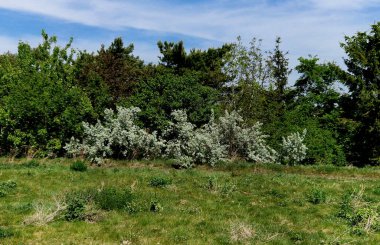 Uzun yapraklı, kısa, gümüşi, yeşil-griden daha yaşlı yapraklı. Mayıs ve Haziran aylarında, güçlü kokulu çiçekler, meyveler yaklaşık 1 cm büyüklüğündedir.