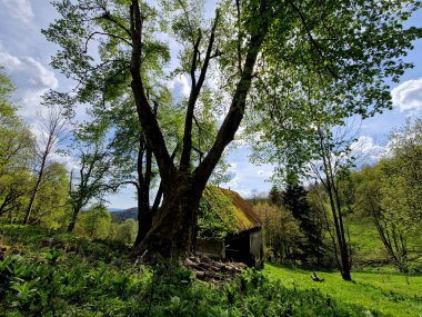old trees act as lightning protectors near houses when there were no lightning conductor wires on buildings and barns. the trunk and branches are connected by a safety bond clipart