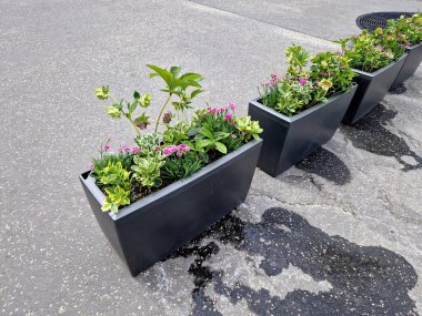 Süslü plastik saksılarda kırmızı, sarı, menekşe çiçekleri var. Sokak şenlikli görünüyor ve herkes süslemeleri, caddeleri, temsilcileri, dekorasyonu, yuvarlak, küreyi, pastel renkleri fark ediyor.
