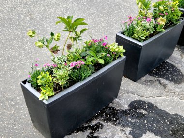 Süslü plastik saksılarda kırmızı, sarı, menekşe çiçekleri var. Sokak şenlikli görünüyor ve herkes süslemeleri, caddeleri, temsilcileri, dekorasyonu, yuvarlak, küreyi, pastel renkleri fark ediyor.