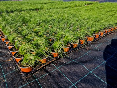 growing ornamental grasses in pots in a regular grid. in plant nurseries, space is saved due to watering clipart