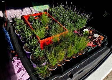 a car trunk full of plants that wives buy for the interior as decoration. in boxes in the parking lot in the family station wagon car clipart