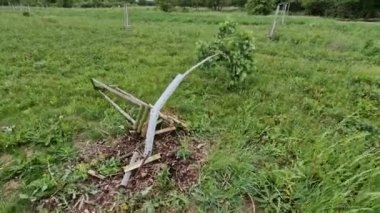 Bir araba ağaca çarptıktan sonra parkta kökünden sökülmüş bir ağaç, pahalı bir ekime zarar vermiş.