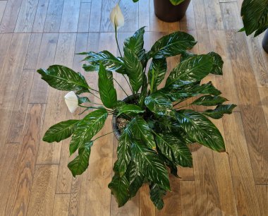 leaf polish spray enhances  decorative look of indoor plants. acts preventively against plant pests.  indoor plants and cut flowers. The preparation contains oily substances to improve leaves clipart