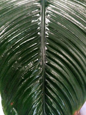 Yaprak cilası spreyi ev bitkilerinin dekoratif görünümünü arttırır. Bitki zararlılarına karşı korumacı davranır. Kapalı alandaki bitkiler ve kesilmiş çiçekler. Hazırlık, yaprakları iyileştirmek için yağlı maddeler içerir