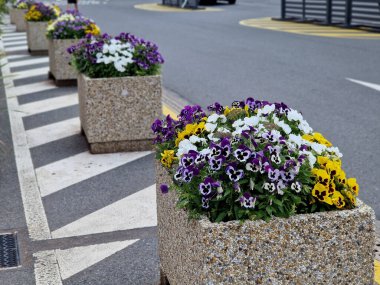 Yıllık çiçek tarlaları olan uzun ömürlü çiçek yatakları granit kaldırım taşı şehir meydanında kaldırım döşemeleri, girişte taş sütunlar ve taş yalaklar ve çiçek saksıları.