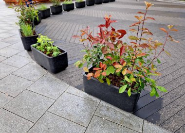office wooden floor made of tropical wood that ages gradually turns gray. pressure impregnated, from short angled pieces stacked together like parquet. follows pavement in an arch, geometric, formal