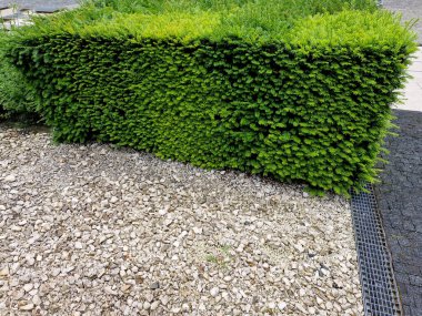 Bahar mevsiminde yeşil çalılar hafif gövdelere ve geniş dallara izin verilirse bahçenin çevreden doğal olarak ayrılması kuraklığa dayanabilir. 