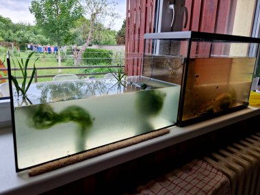 Deniz kabuğu yosun ve iribaşlarla dolu bir şişede yüzer. Çocuklar hayvanları göletten gözlemleyerek öğrenirler.