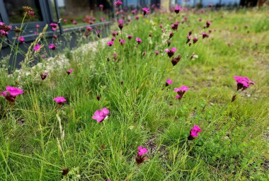 Yıldırım kondüktörü binaları yıldırımlardan korumak için kullanılır. Bir eve zarar verebilecek ya da elektrik teçhizatı yeşil bahçe çatısının en yüksek noktalarına yönlendirilir. Çim, çiçek, çayır, tohum...