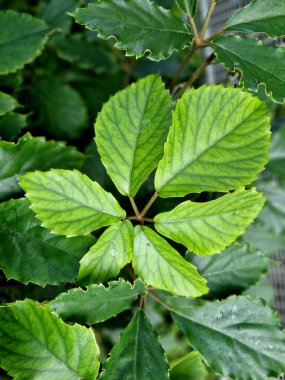 Kestane üzümü ve kertenkele bitkisi olarak adlandırılan bitki türü, Laos ve Vietnam 'a özgü bir bitki türüdür.