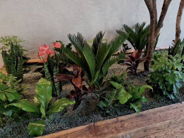 Tencerelere kapalı bitkiler ekiyorum. Sulama göstergesiyle birlikte yüzen hidrofonik sistem. Zeolite substratı kapalı bitkiler için uygundur, çünkü patojenler ve böcekler içinde çoğalmazlar.