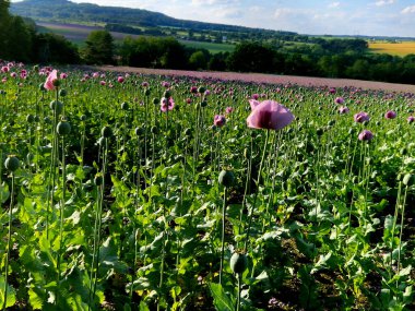 Haşhaş tohumlu yeşil gelincik tarlaları tıbbi amaçlar için ya da yemek pişirmek için haşhaş tohumları yetiştiriyorlar. Bir adamın eli hasattan önce kalitesini kontrol eder..