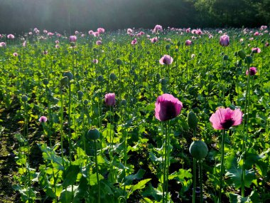 Haşhaş tohumlu yeşil gelincik tarlaları tıbbi amaçlar için ya da yemek pişirmek için haşhaş tohumları yetiştiriyorlar. Bir adamın eli hasattan önce kalitesini kontrol eder..