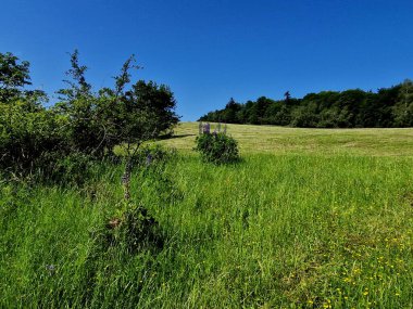 Ormandaki açıklık orman toprağına zarar veriyor. Bütün dallar ve kalıntılar alındı. Toprak yamaçtan aşağı sürüklendi.