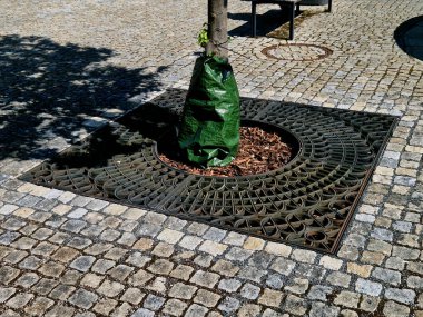 Akçaağaçlar rüzgar sulama torbasına karşı dikmek için sırıkları güvence altına alır. Su, yavaş yavaş toprağa, plastik folyoya ve peyzaja karışan yeşil parktaki valften yoluyla düşer.