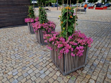 Meydandaki dekoratif saksılar, bahçıvanın ve belediye başkanının becerilerinin bir sunumu. Pembe sardunya çiçeği
