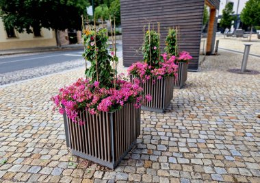 Meydandaki dekoratif saksılar, bahçıvanın ve belediye başkanının becerilerinin bir sunumu. Pembe sardunya çiçeği