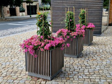 Meydandaki dekoratif saksılar, bahçıvanın ve belediye başkanının becerilerinin bir sunumu. Pembe sardunya çiçeği