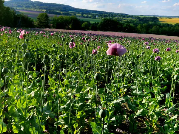 Haşhaş tohumlu yeşil gelincik tarlaları tıbbi amaçlar için ya da yemek pişirmek için haşhaş tohumları yetiştiriyorlar. Bir adamın eli hasattan önce kalitesini kontrol eder..