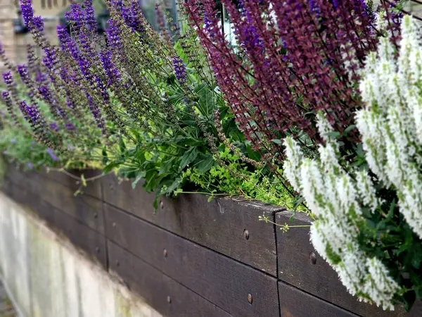 stock image Compact, undemanding, medium-high perennial. Unusual, pure white flowers that are also suitable for cutting and will last a long time in a vase. Use in mixed perennial plantings