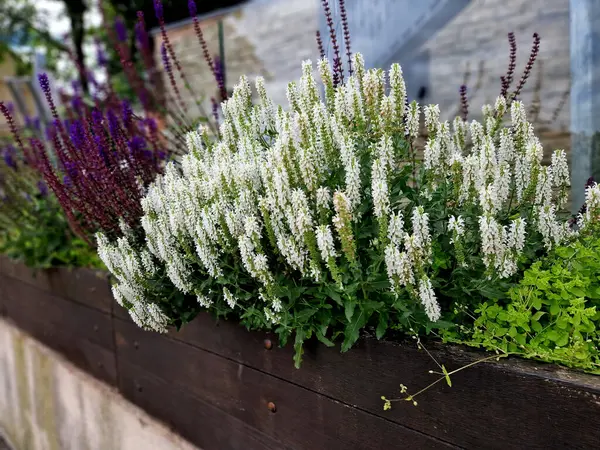 stock image Compact, undemanding, medium-high perennial. Unusual, pure white flowers that are also suitable for cutting and will last a long time in a vase. Use in mixed perennial plantings