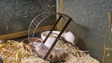 Evcil hamsterların ve polenlerin içinde laboratuvar farelerinin üremesi. Bir evleri, içi boş bir ağaçtan yapılmış bir saklanma yerleri ve hareket edebilecekleri bir atlıkarıncaları var..