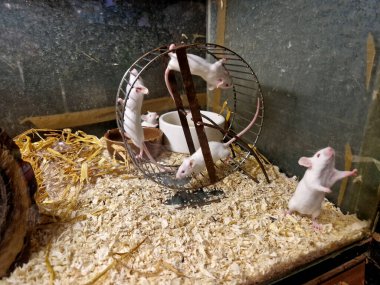 Evcil hamsterların ve polenlerin içinde laboratuvar farelerinin üremesi. Bir evleri, içi boş bir ağaçtan yapılmış bir saklanma yerleri ve hareket edebilecekleri bir atlıkarıncaları var..