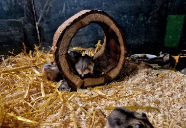 Evcil hamsterların ve polenlerin içinde laboratuvar farelerinin üremesi. Bir evleri, içi boş bir ağaçtan yapılmış bir saklanma yerleri ve hareket edebilecekleri bir atlıkarıncaları var..